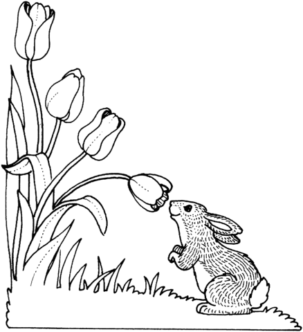 Rabbit Smelling Tulip Coloring Page